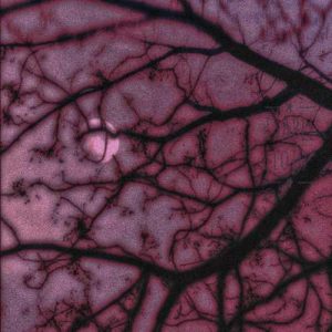 دانلود اهنگ بو بو بو یه دلبری بو بو بو حور پری